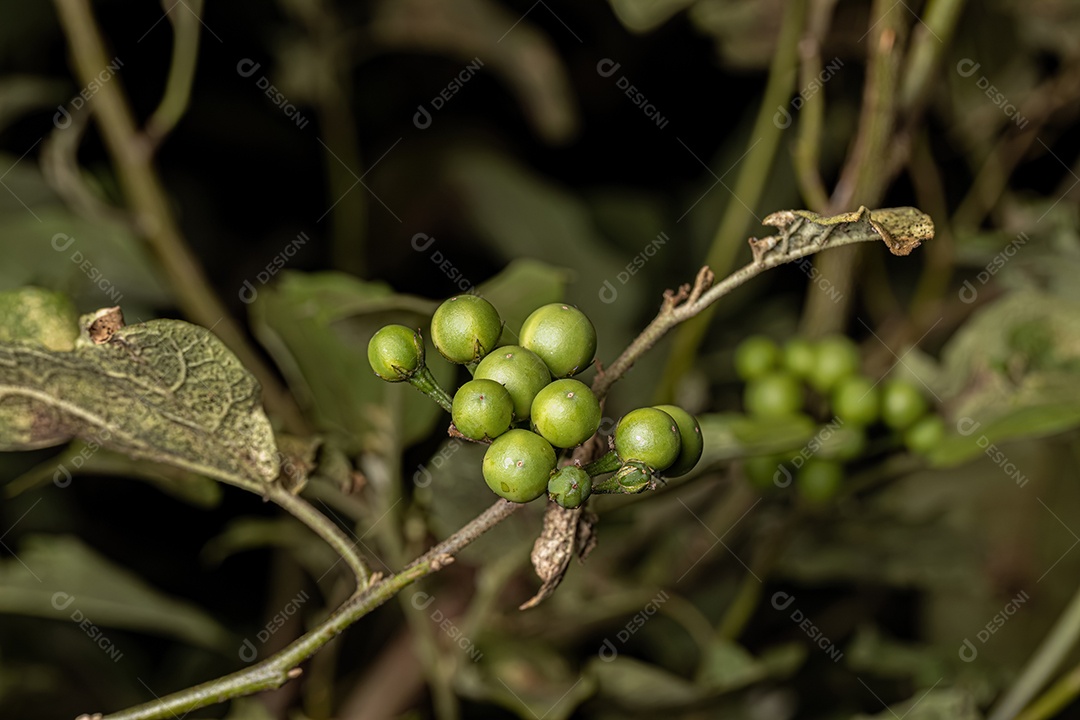 planta com flor da espécie Solanum paniculatum comumente conhecida como jurubeba uma beladona comum em quase todo o Brasil