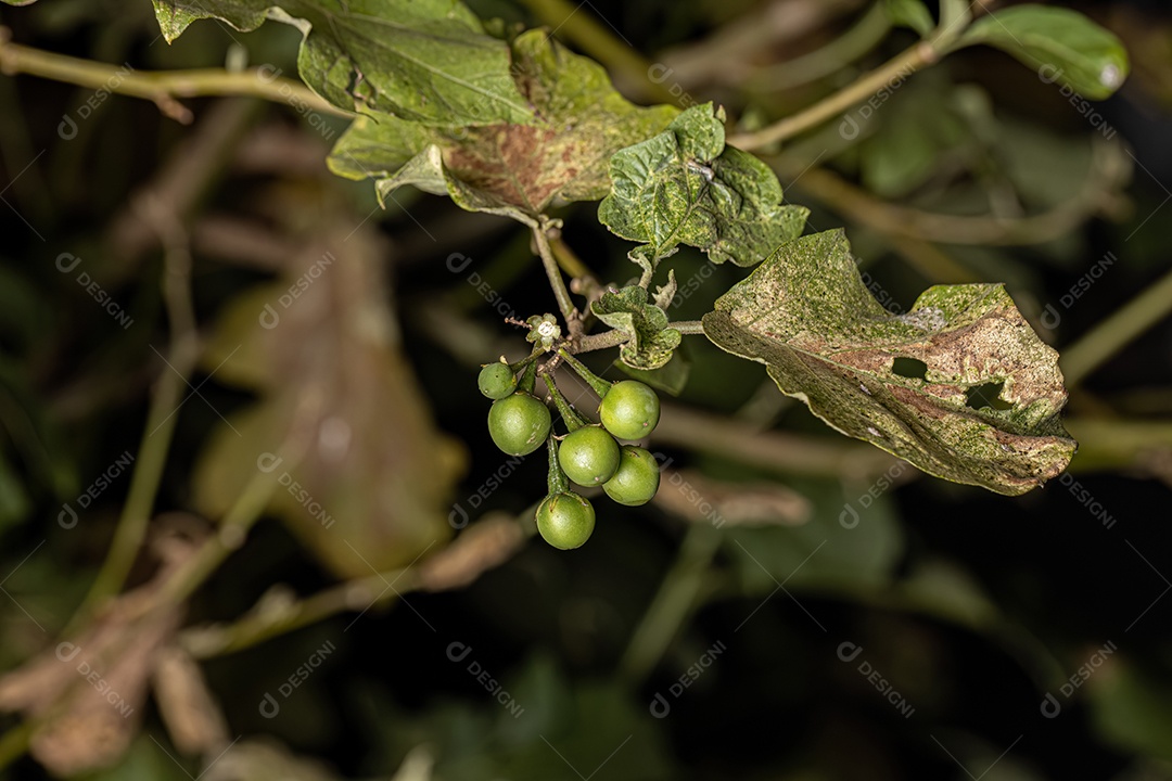 planta com flor da espécie Solanum paniculatum comumente conhecida como jurubeba uma beladona comum em quase todo o Brasil