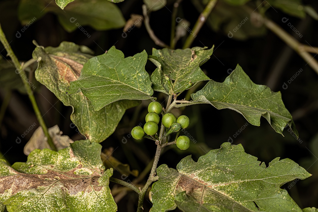 planta com flor da espécie Solanum paniculatum comumente conhecida como jurubeba uma beladona comum em quase todo o Brasil