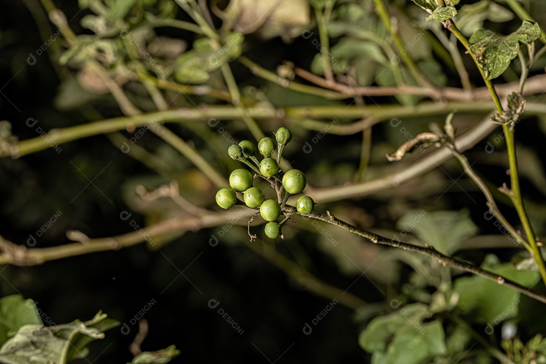 planta com flor da espécie Solanum paniculatum comumente conhecida como jurubeba uma beladona comum em quase todo o Brasil