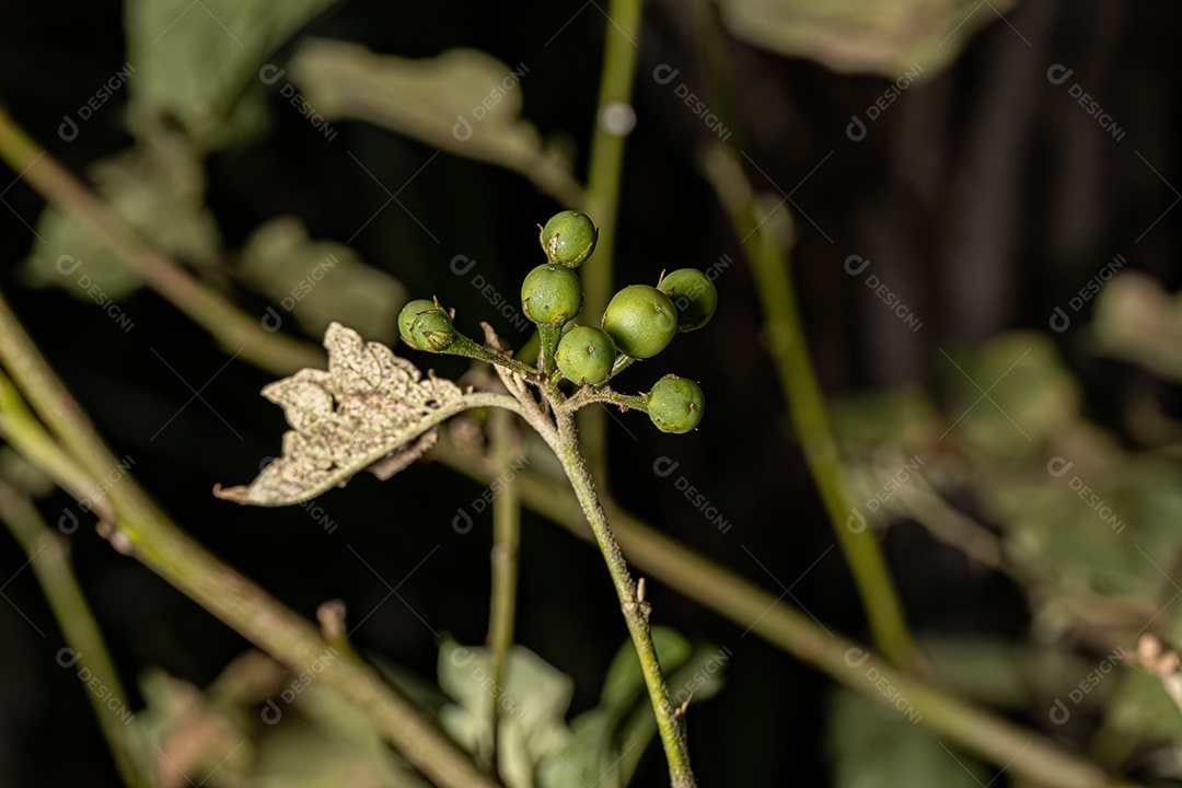 planta com flor da espécie Solanum paniculatum comumente conhecida como jurubeba uma beladona comum em quase todo o Brasil