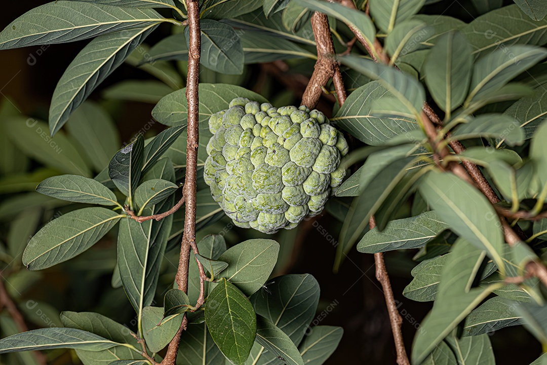 Pirulito Verde Fruto da espécie Annona squamosa