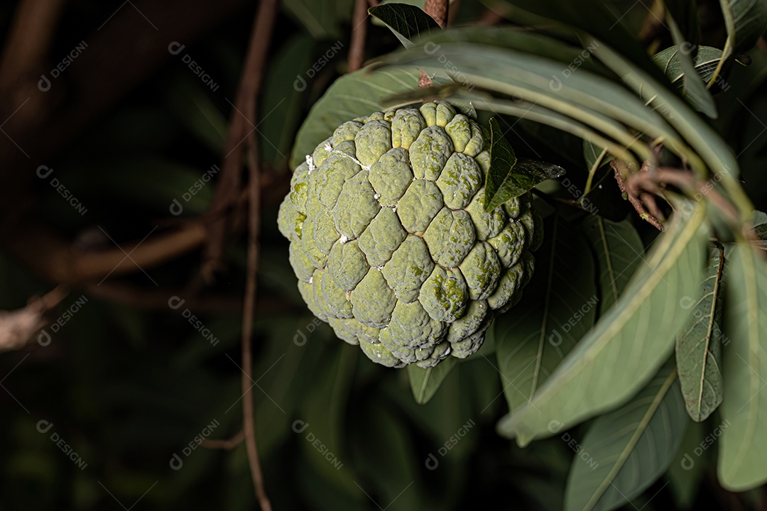 Pirulito Verde Fruto da espécie Annona squamosa