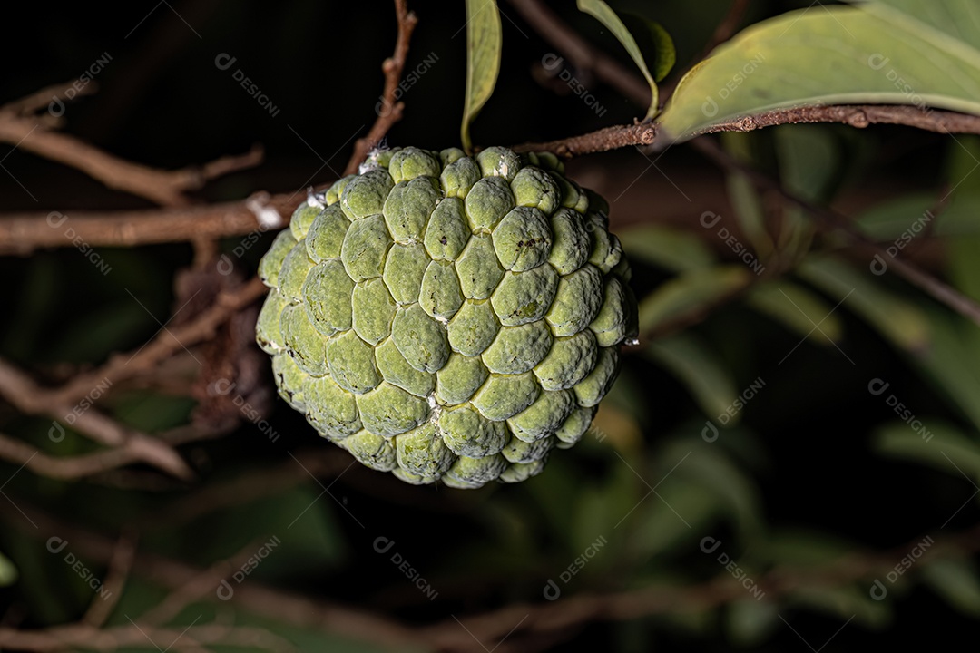 Pirulito Verde Fruto da espécie Annona squamosa
