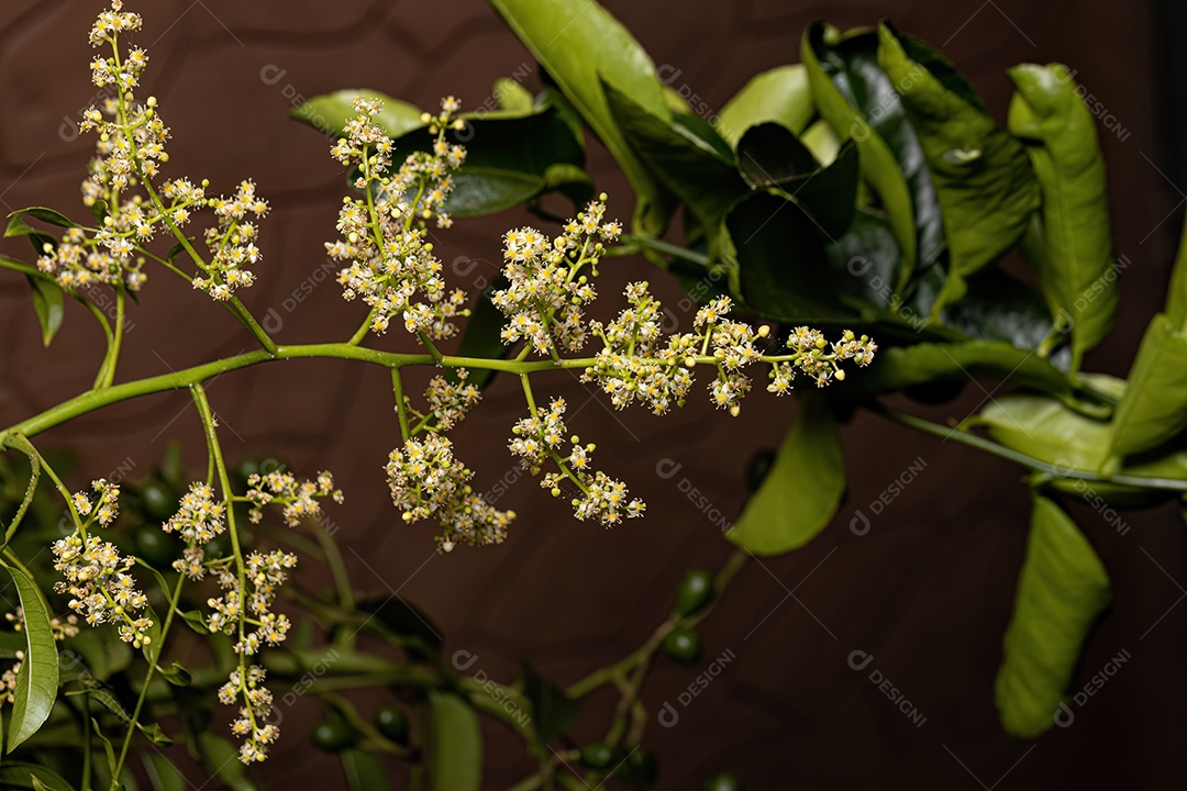 Ambarella Árvore florida da espécie Spondias dulcis