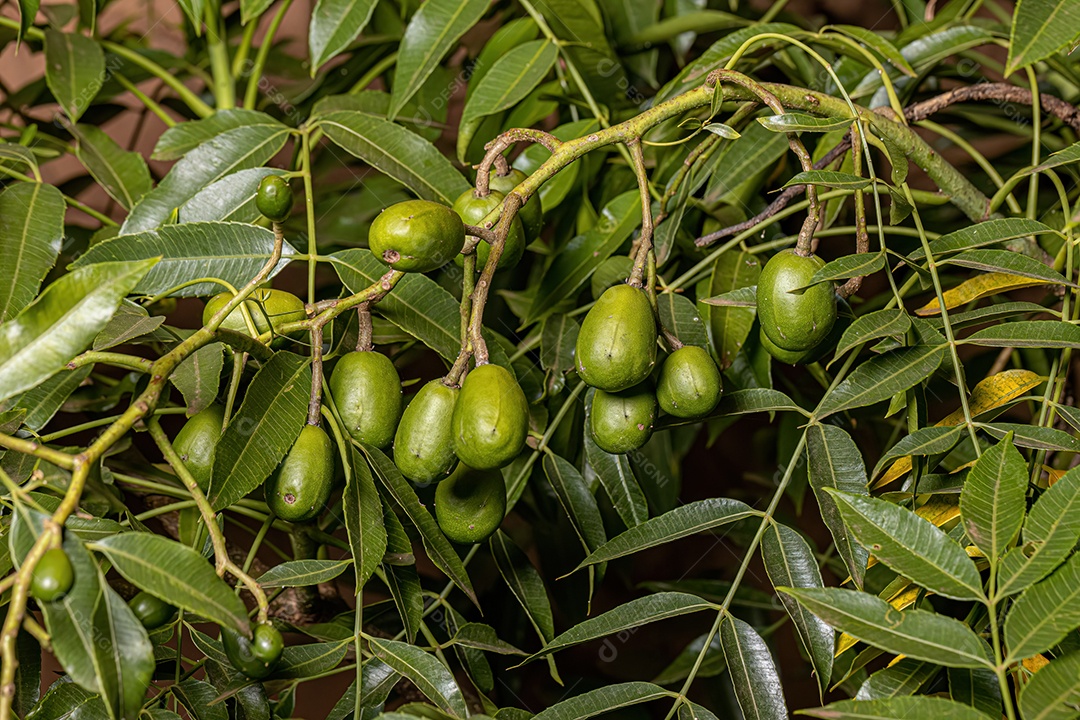 planta com flor da espécie Solanum paniculatum comumente conhecida como jurubeba uma beladona comum em quase todo o Brasil