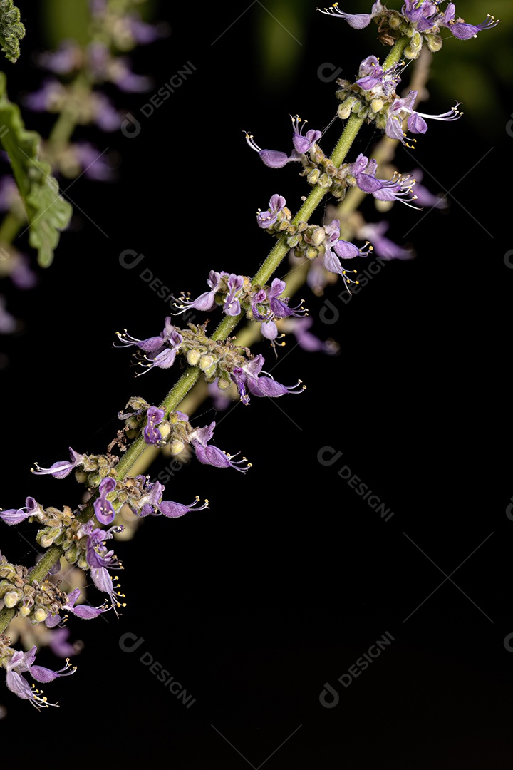 planta com flor da espécie Solanum paniculatum comumente conhecida como jurubeba uma beladona comum em quase todo o Brasil