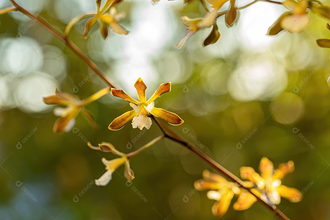 planta com flor da espécie Solanum paniculatum comumente conhecida como jurubeba uma beladona comum em quase todo o Brasil