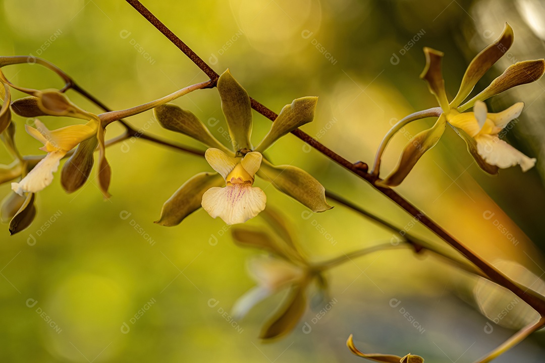 Orquídea Pequena Flor do Gênero Encyclia
