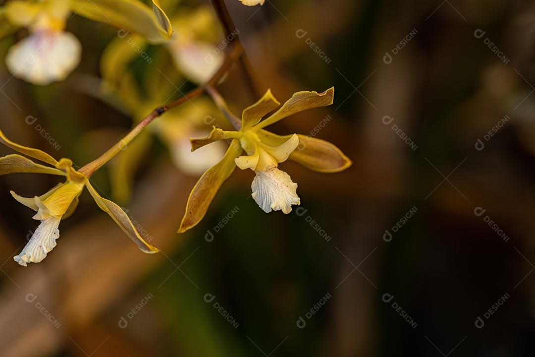 planta com flor da espécie Solanum paniculatum comumente conhecida como jurubeba uma beladona comum em quase todo o Brasil