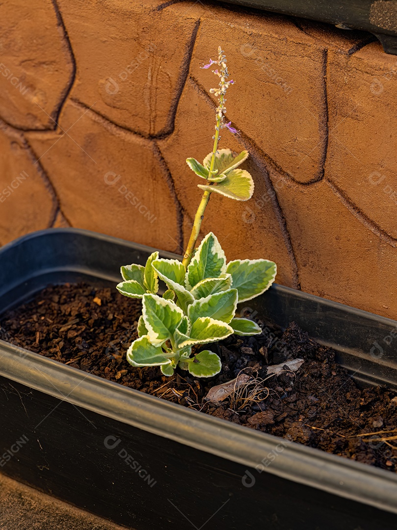 Borragem Indiana Planta da espécie Coleus amboinicus