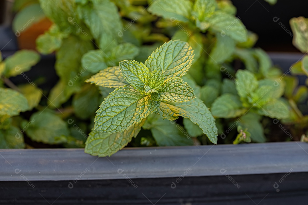 Pequena Planta Eólica do Gênero Phyllanthus