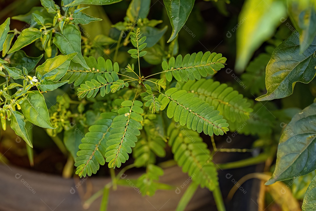 Pequena Planta Eólica do Gênero Phyllanthus
