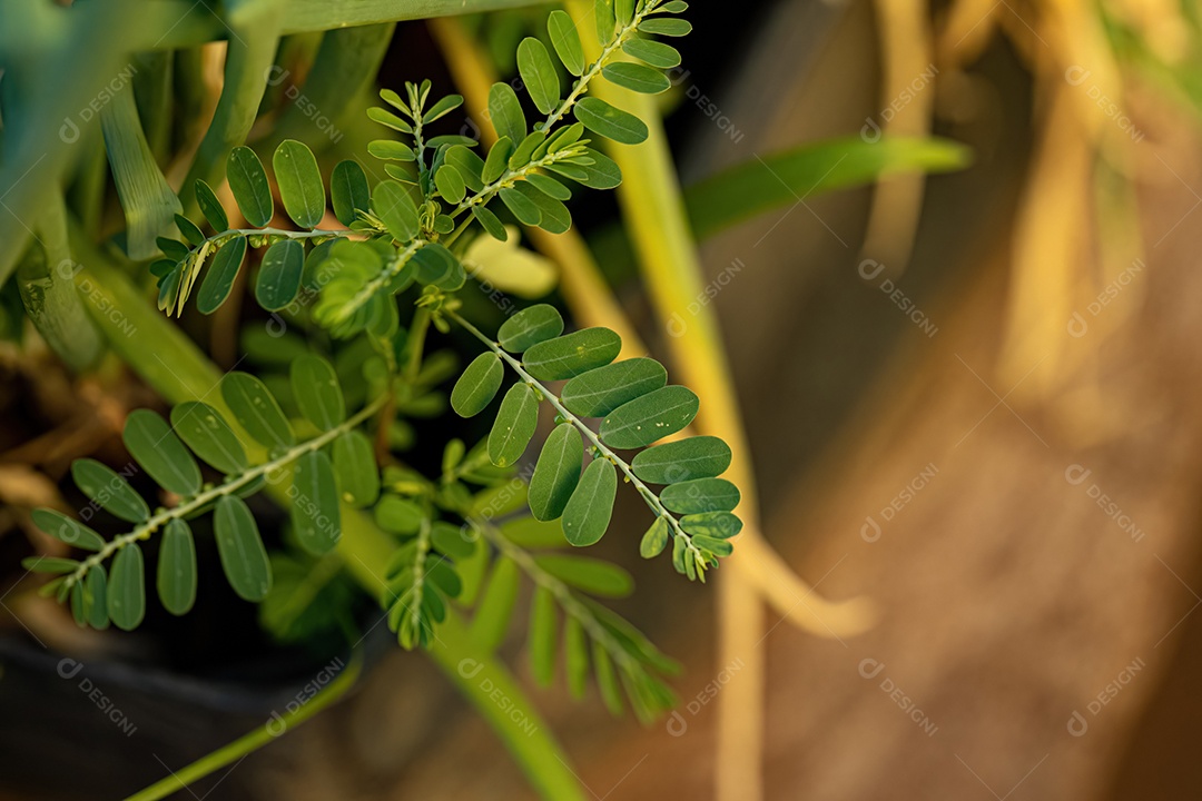 Pequena Planta Eólica do Gênero Phyllanthus