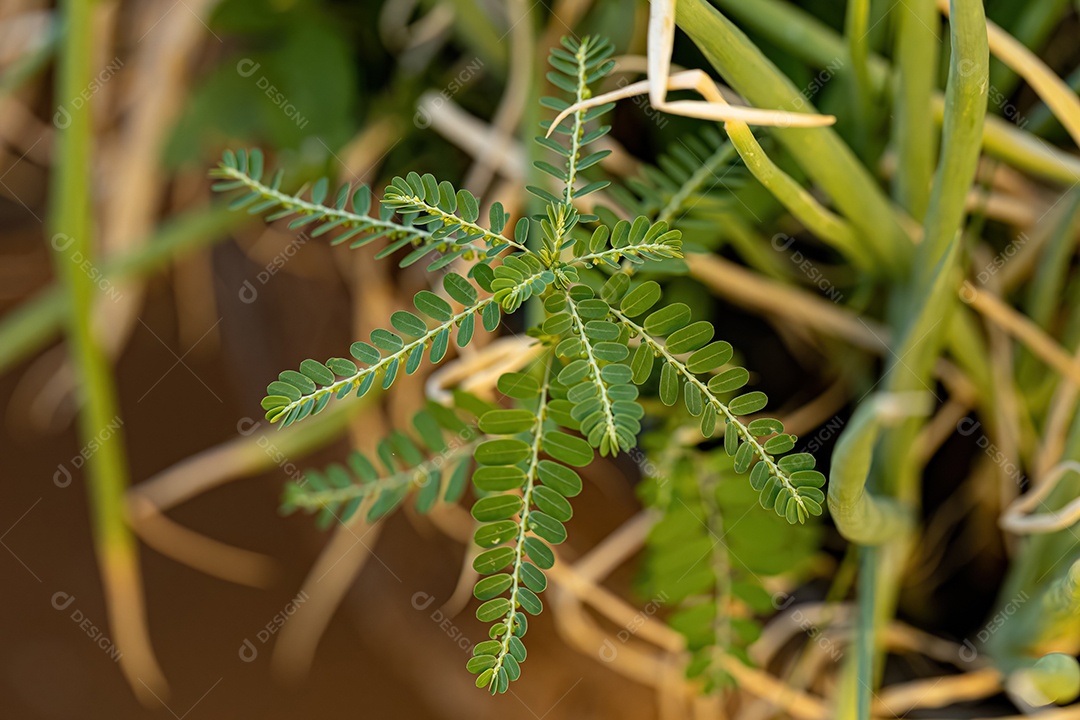 Pequena Planta Eólica do Gênero Phyllanthus