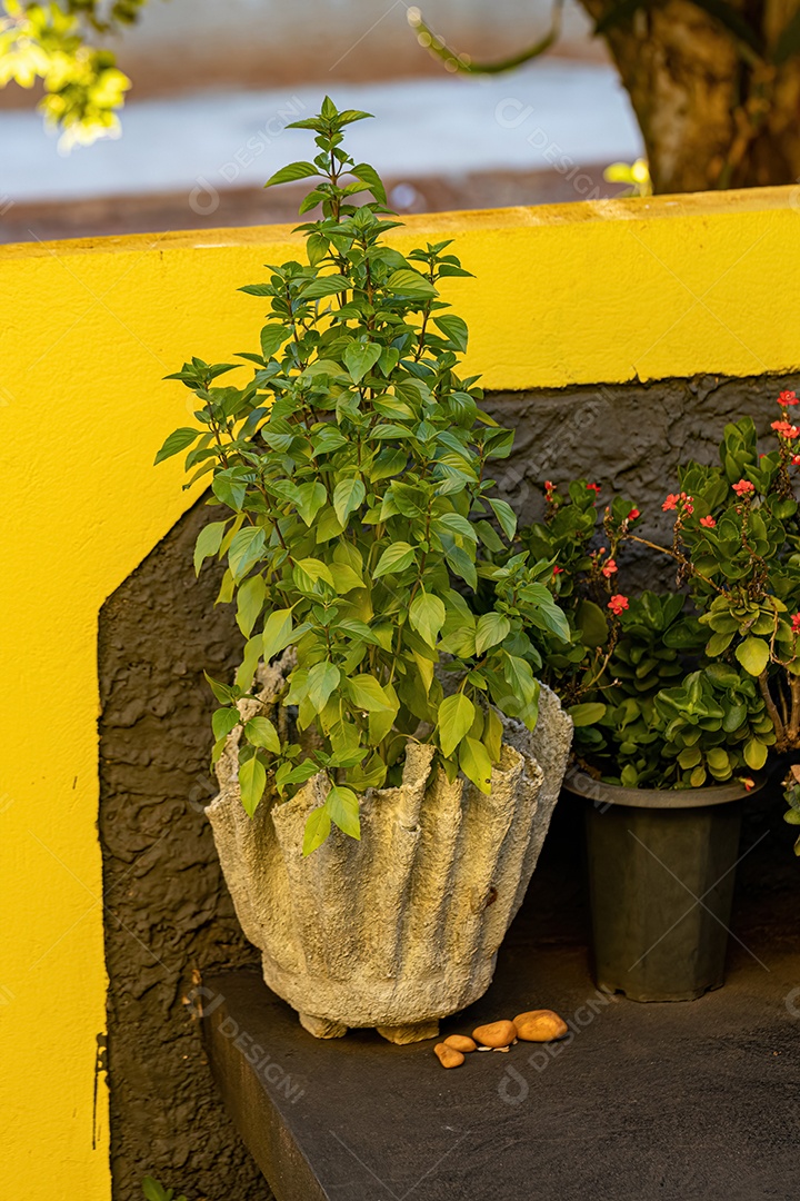 Manjericão Planta da espécie Ocimum basilicum