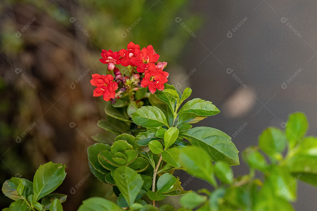 Flaming Katy Red Flower da espécie Kalanchoe blossfeldiana