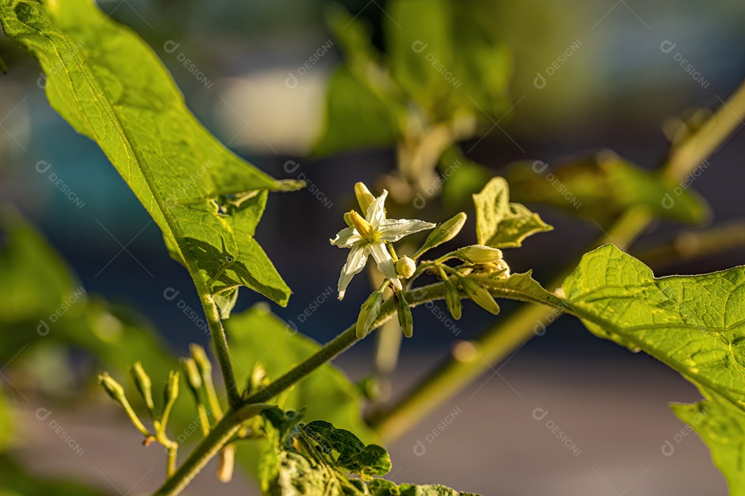 planta com flor da espécie Solanum paniculatum comumente conhecida como jurubeba uma beladona comum em quase todo o Brasil