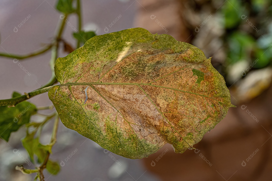 Folhas de uma jurubeba com danos foliares causados ​​por insetos Lace Bugs da Família Tingidae