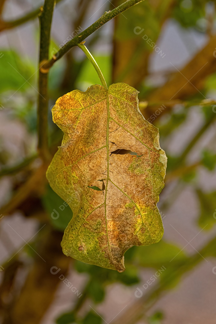 Folhas de uma jurubeba com danos foliares causados ​​por insetos Lace Bugs da Família Tingidae