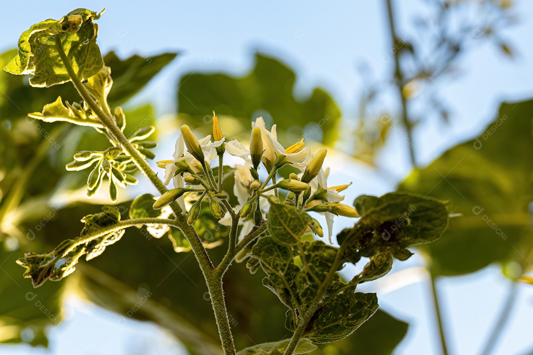 planta com flor da espécie Solanum paniculatum comumente conhecida como jurubeba uma beladona comum em quase todo o Brasil