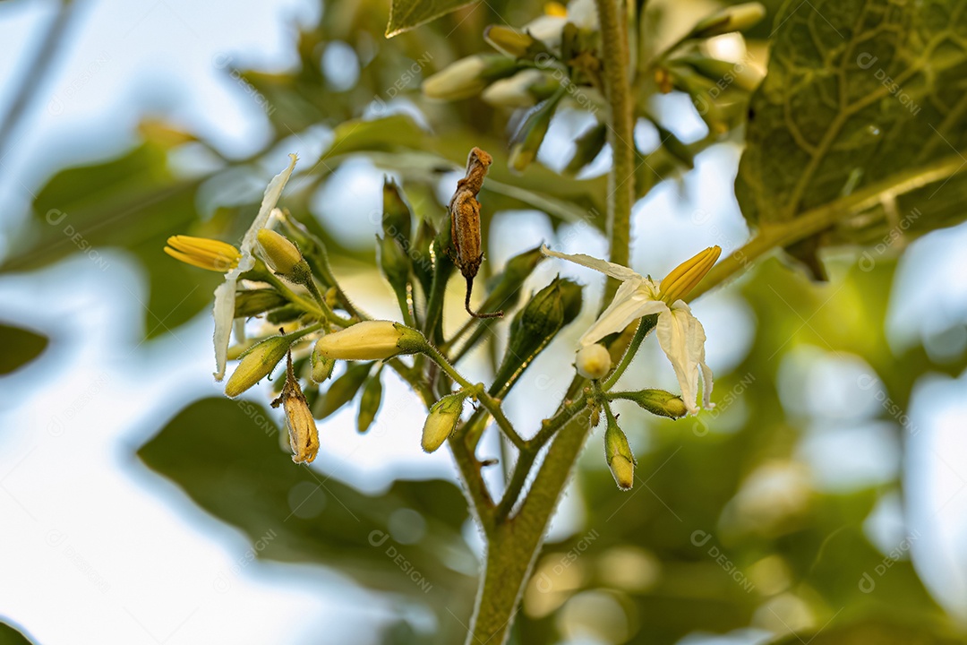 planta com flor da espécie Solanum paniculatum comumente conhecida como jurubeba uma beladona comum em quase todo o Brasil