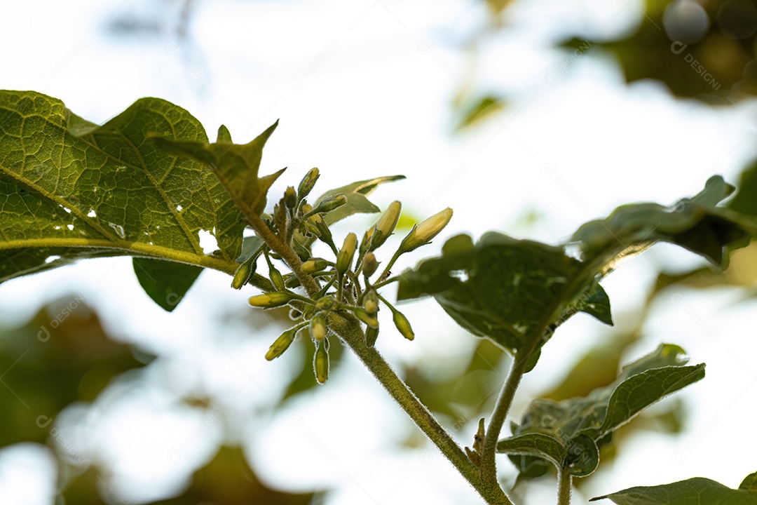 planta com flor da espécie Solanum paniculatum comumente conhecida como jurubeba uma beladona comum em quase todo o Brasil