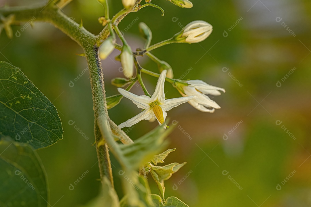 planta com flor da espécie Solanum paniculatum comumente conhecida como jurubeba uma beladona comum em quase todo o Brasil