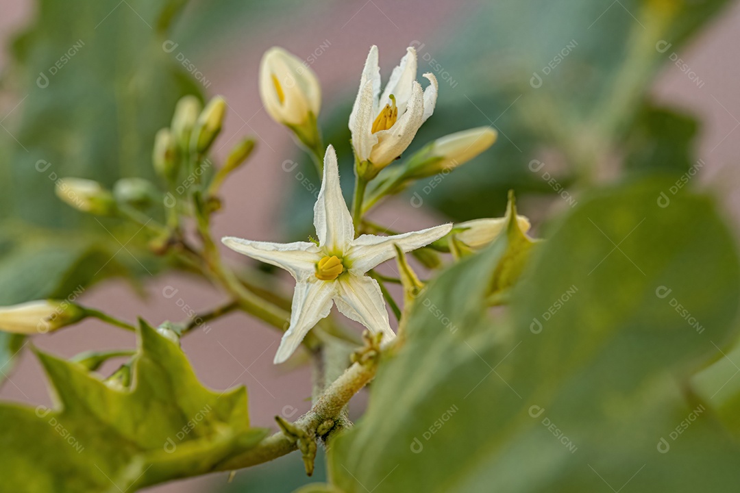 planta com flor da espécie Solanum paniculatum comumente conhecida como jurubeba uma beladona comum em quase todo o Brasil