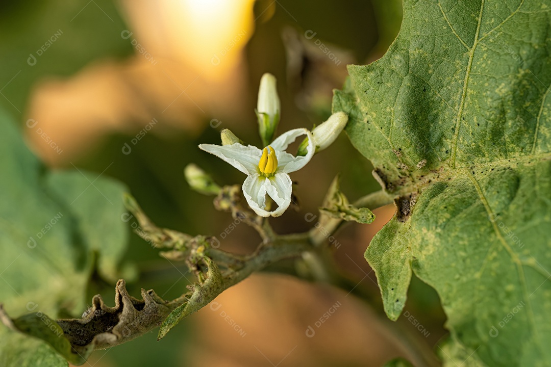 planta com flor da espécie Solanum paniculatum comumente conhecida como jurubeba uma beladona comum em quase todo o Brasil