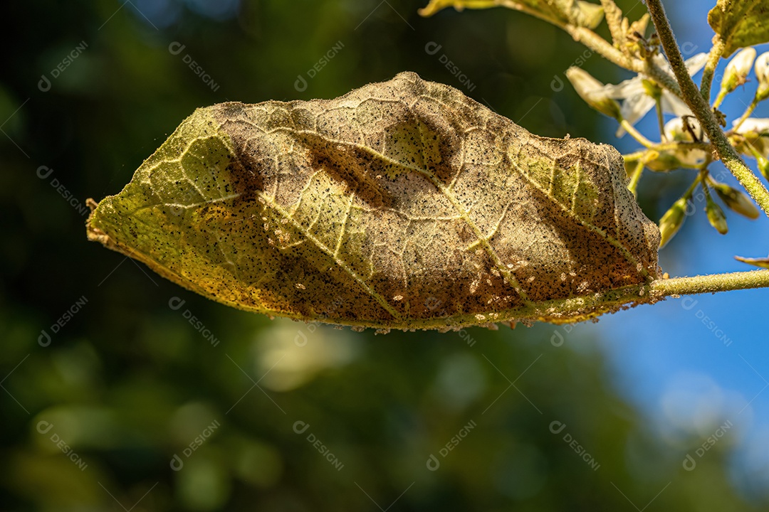 Folhas de uma jurubeba com danos foliares causados ​​por insetos Lace Bugs da Família Tingidae