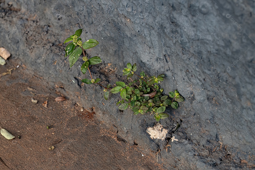 Espinafre filipino Planta da espécie Talinum fruticosum