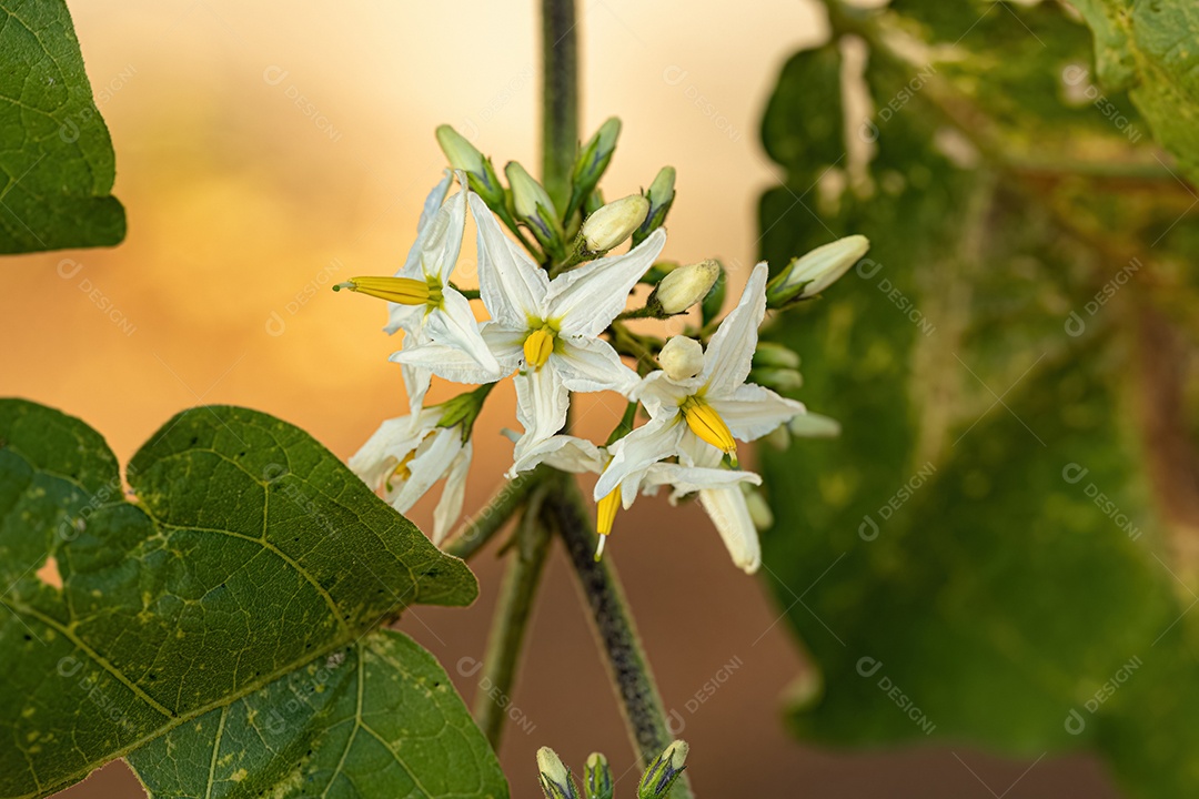 planta com flor da espécie Solanum paniculatum comumente conhecida como jurubeba uma beladona comum em quase todo o Brasil