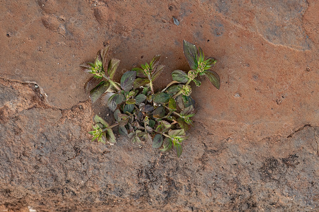 Pequena planta da asma da espécie Euphorbia hirta