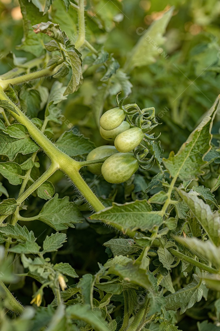 Fruto de tomate verde pequeno no pé verde