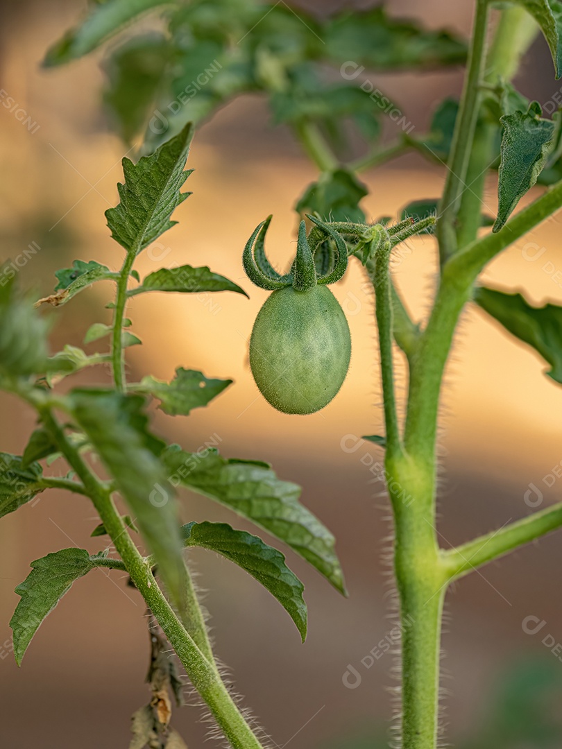 Fruto de tomate verde pequeno no pé verde