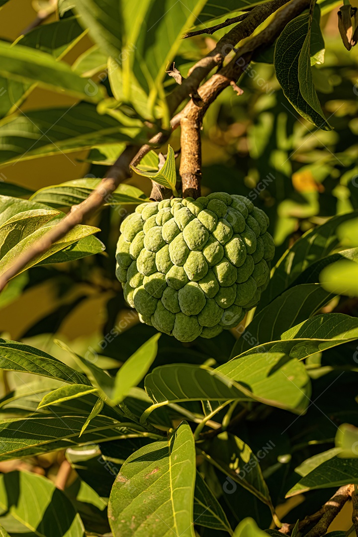 Pirulito Verde Fruto da espécie Annona squamosa