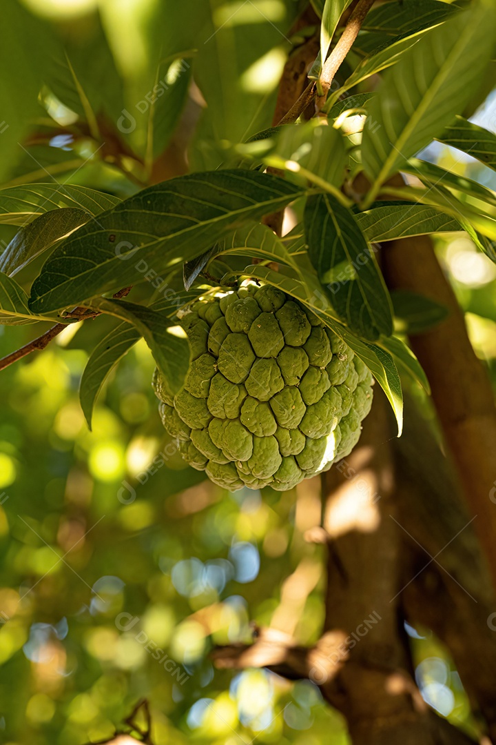 Pirulito Verde Fruto da espécie Annona squamosa