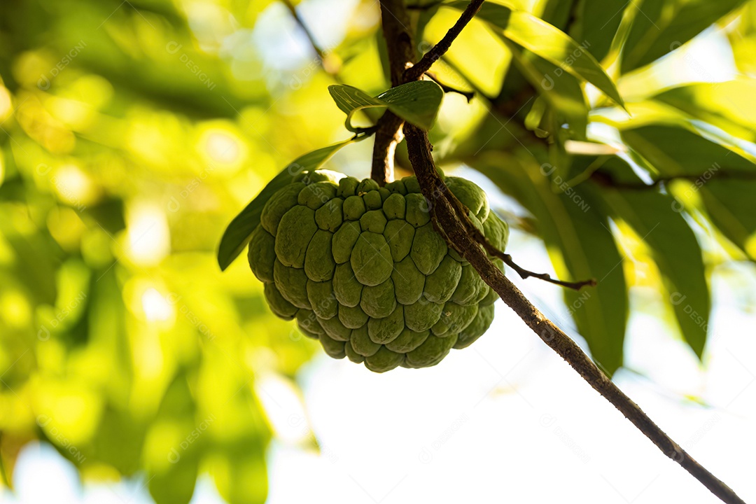 Pirulito Verde Fruto da espécie Annona squamosa