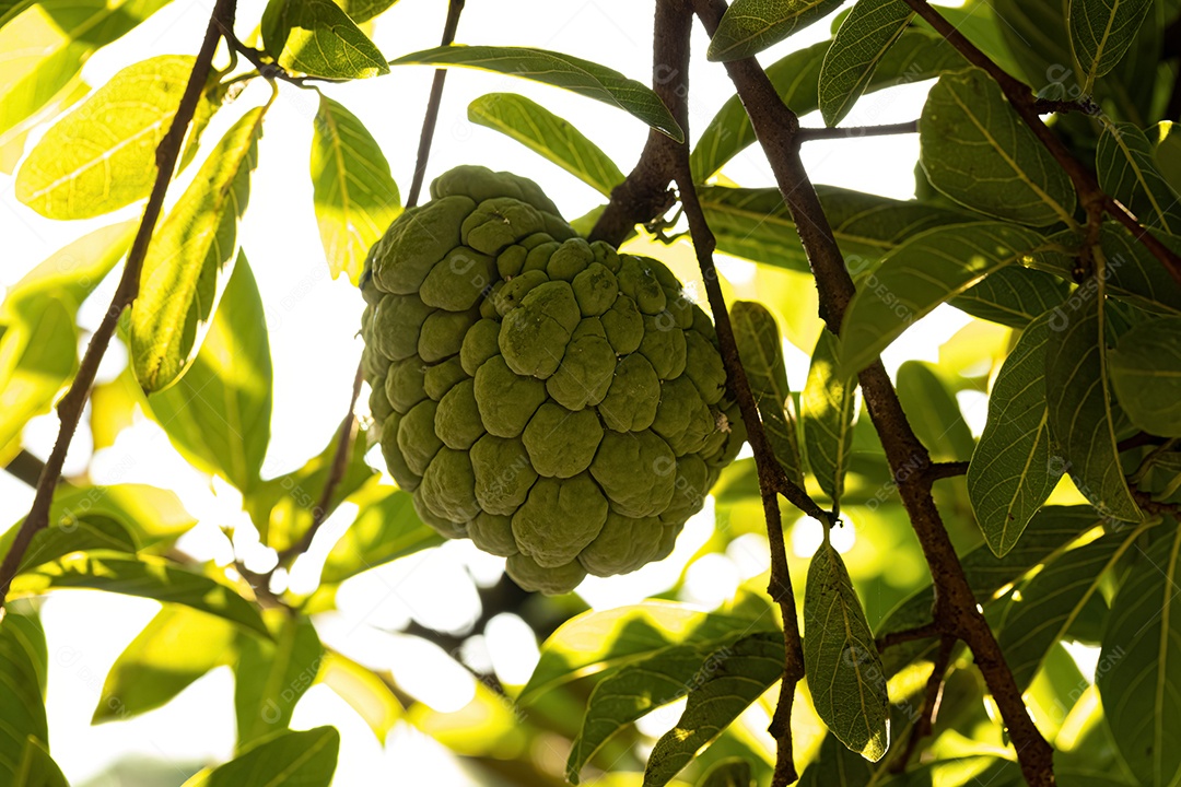 Pirulito Verde Fruto da espécie Annona squamosa