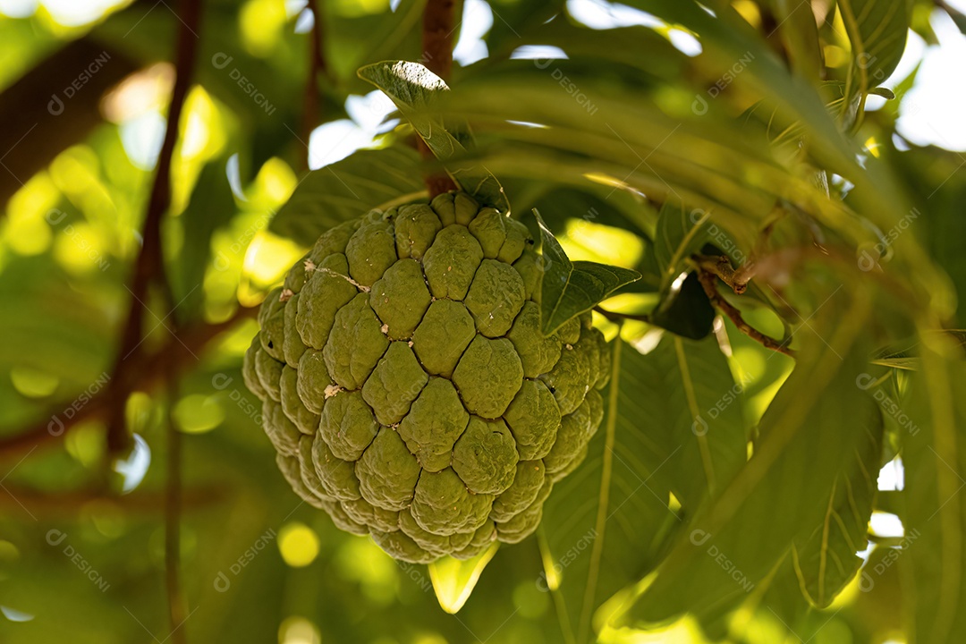 Pirulito Verde Fruto da espécie Annona squamosa