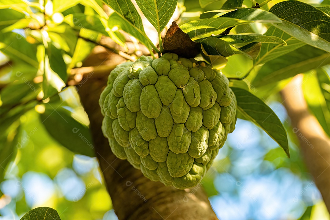 Pirulito Verde Fruto da espécie Annona squamosa