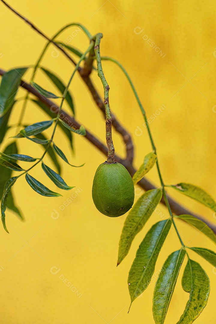 Ambarella Árvore frutífera da espécie Spondias dulcis