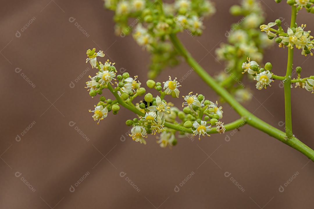 Ambarella Árvore florida da espécie Spondias dulcis