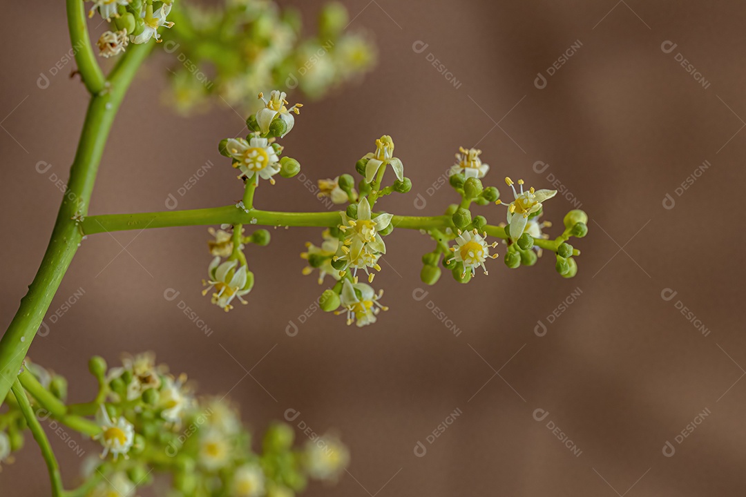 Ambarella Árvore florida da espécie Spondias dulcis