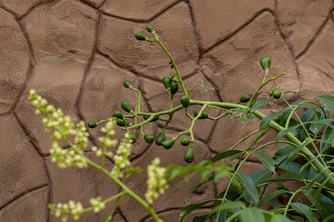 Ambarella Árvore florida da espécie Spondias dulcis