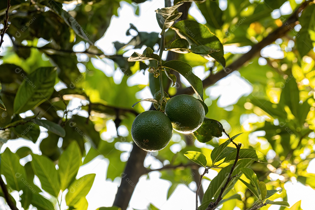 Limão Pequeno Fruto da Planta do Gênero Citrus