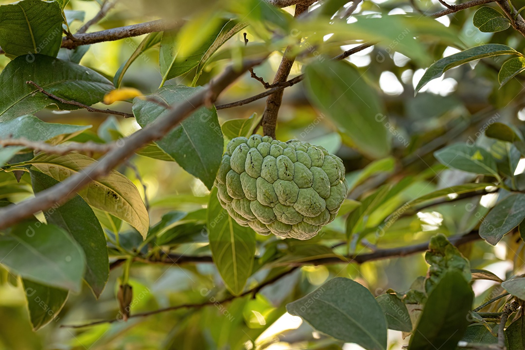 Pirulito Verde Fruto da espécie Annona squamosa