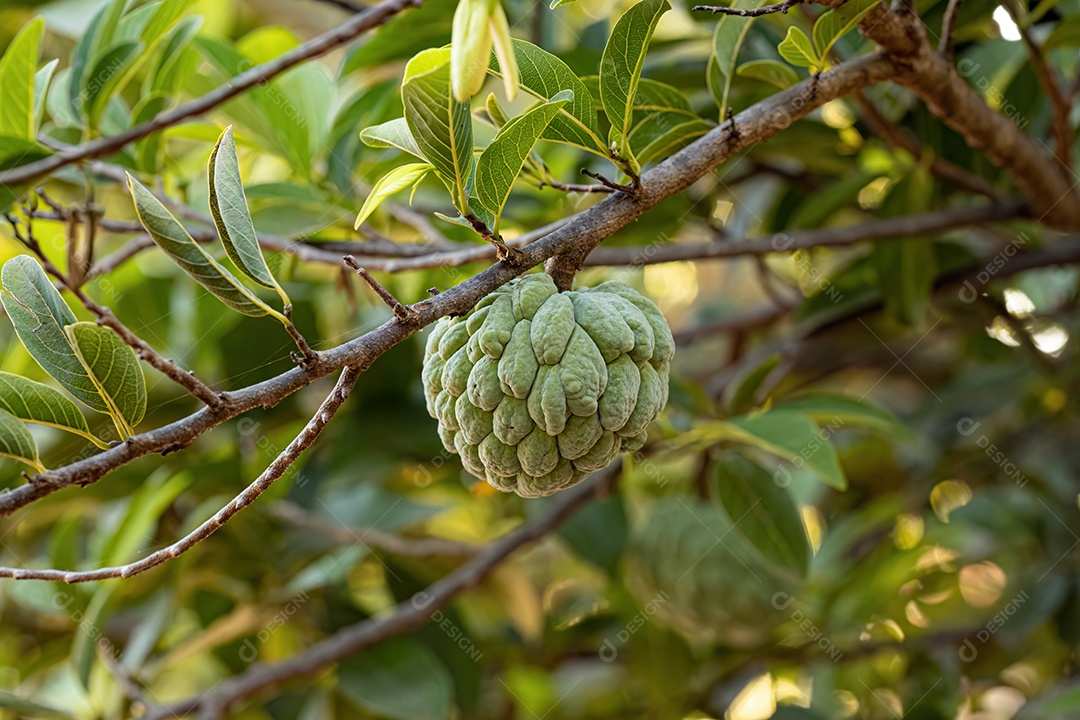 Pirulito Verde Fruto da espécie Annona squamosa