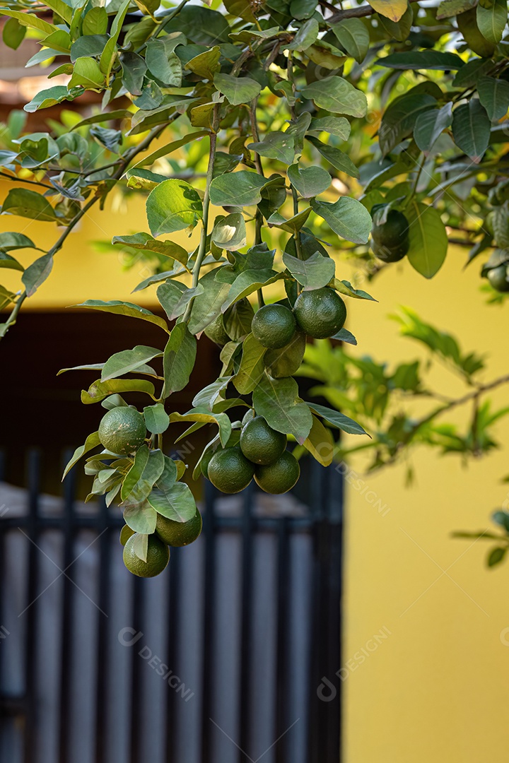 Limão Pequeno Fruto da Planta do Gênero Citrus